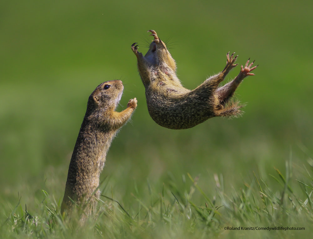 42 Funniest Photos Of The Comedy Wildlife Photography Awards 2021