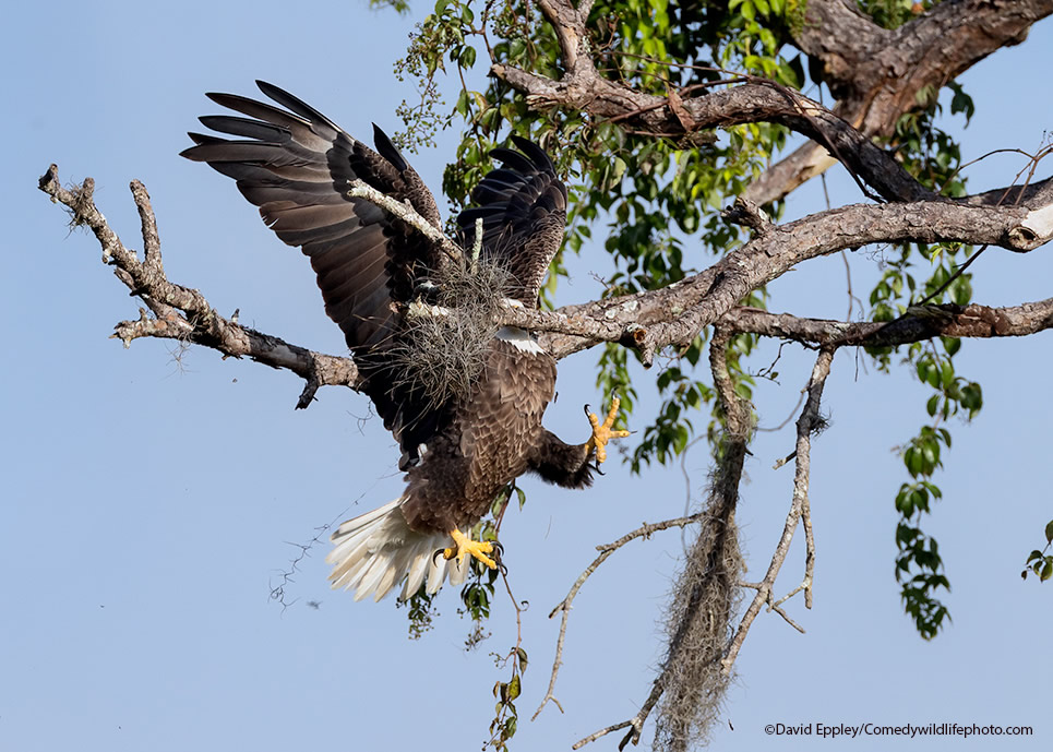 42 Funniest Photos Of The Comedy Wildlife Photography Awards 2021