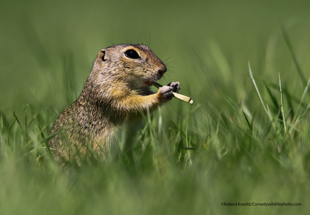 42 Funniest Photos Of The Comedy Wildlife Photography Awards 2021