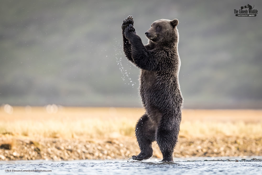 Best Photos From Comedy Wildlife Photography Awards