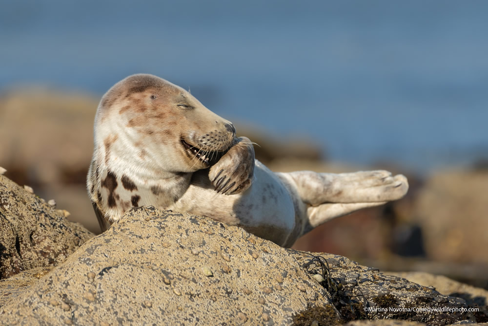 Best Photos From Comedy Wildlife Photography Awards