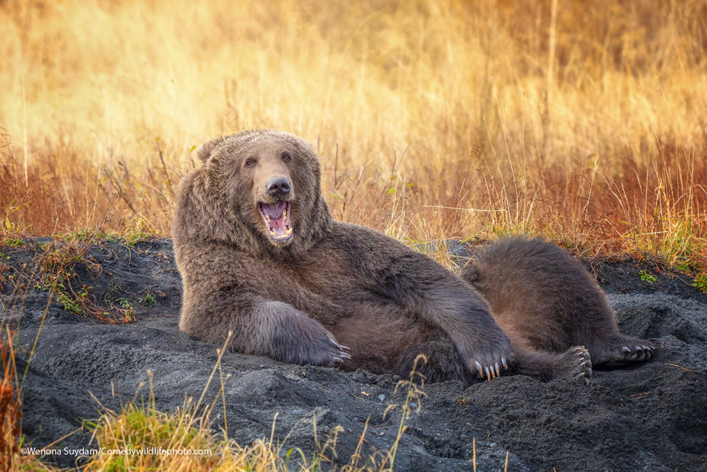 42 Funniest Photos Of The Comedy Wildlife Photography Awards 2021