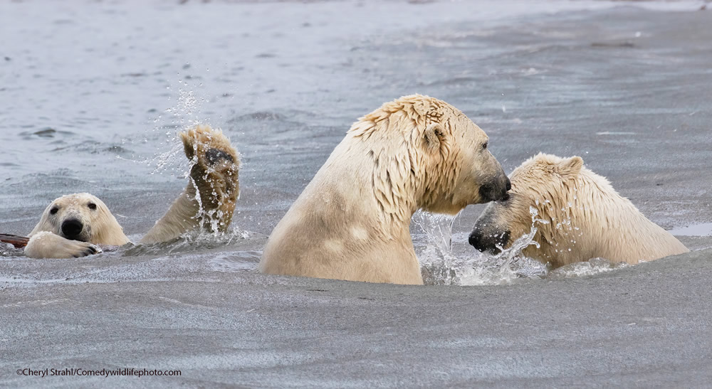 42 Funniest Photos Of The Comedy Wildlife Photography Awards 2021