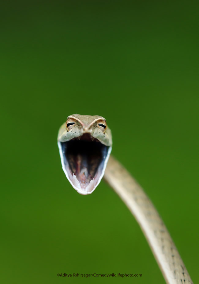 42 Funniest Photos Of The Comedy Wildlife Photography Awards 2021