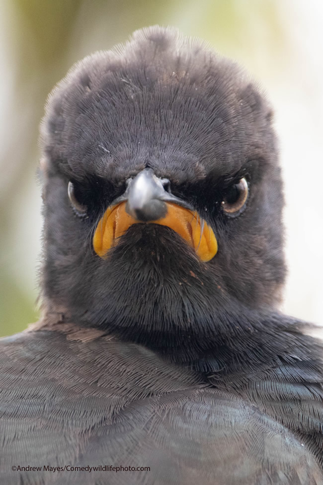 42 Funniest Photos Of The Comedy Wildlife Photography Awards 2021