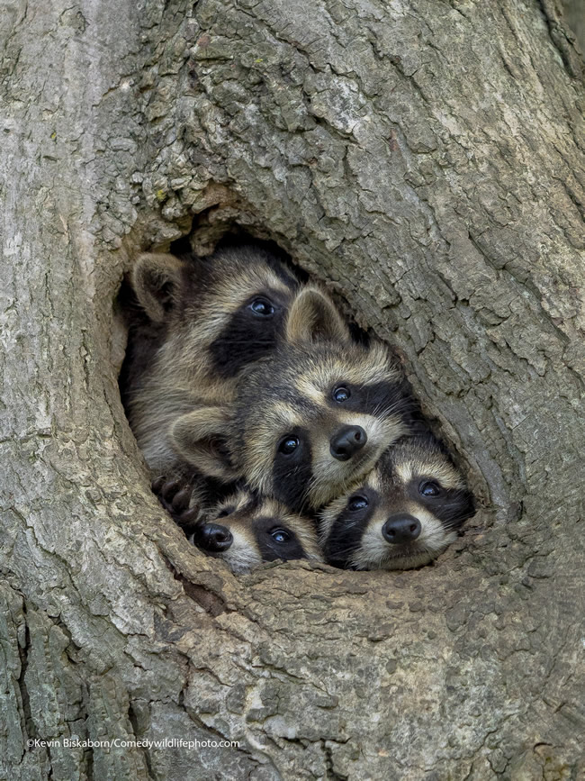 42 Funniest Photos Of The Comedy Wildlife Photography Awards 2021