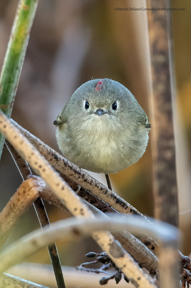 Best Photos From Comedy Wildlife Photography Awards