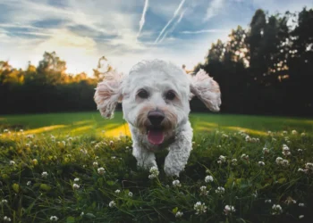 cutest dog photo