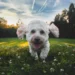 cutest dog photo