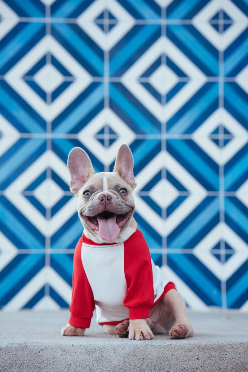 30 Cutest Dog Photos To Make You Smile Today!