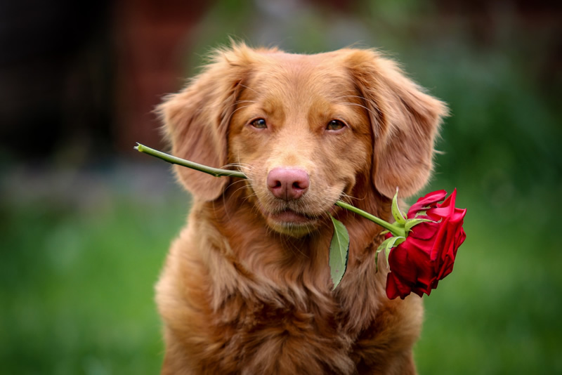 30 Cutest Dog Photos To Make You Smile Today!