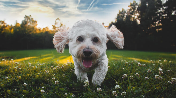 30 Cutest Dog Photos To Make You Smile Today