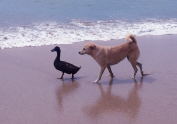 This Adorable Dog And Duck Are Best Friends, They Follow Each Other All Day