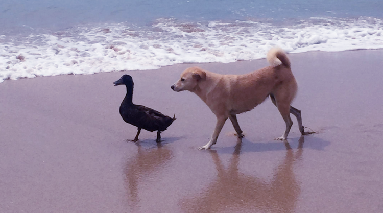 This Adorable Dog And Duck Are Best Friends, They Follow Each Other All Day