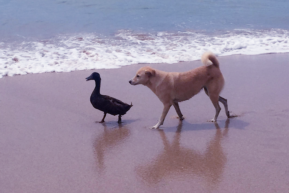 This Adorable Dog And Duck Are Best Friends, They Follow Each Other All Day