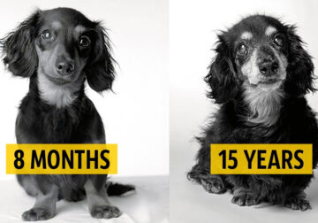 Amanda Jones Shows A Dog’s Love Is Timeless: 14 Beautiful Photos