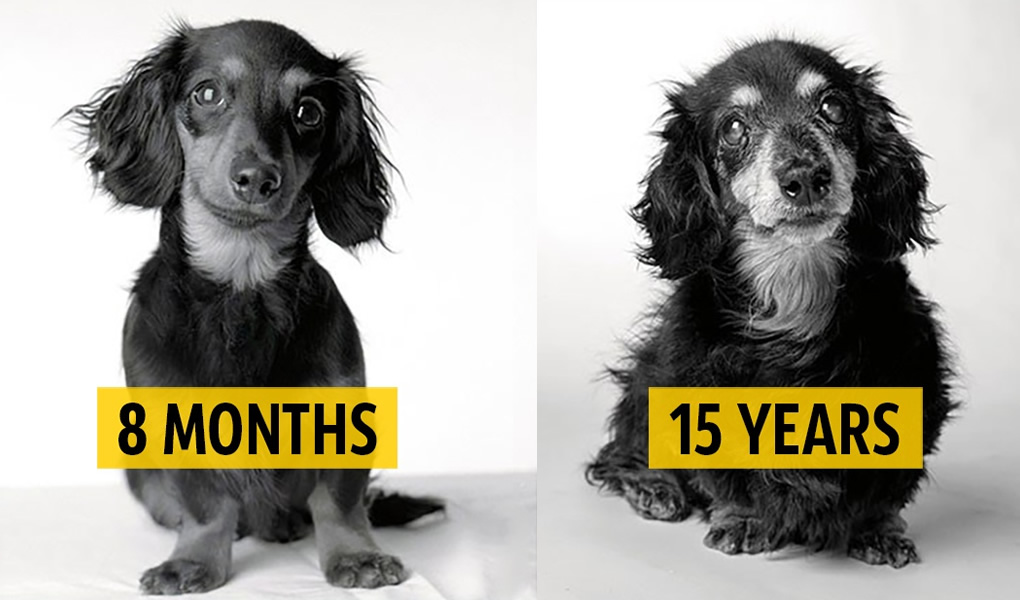 Amanda Jones Shows A Dog’s Love Is Timeless: 14 Beautiful Photos