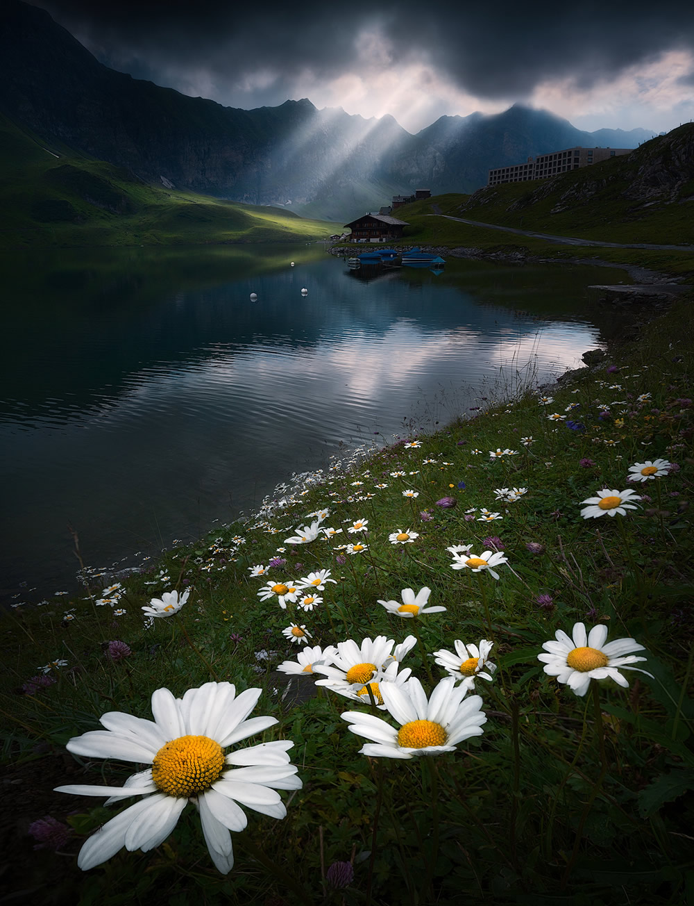 Beautiful Flowers Of The Alps In The Summer By Isabella Tabacchi