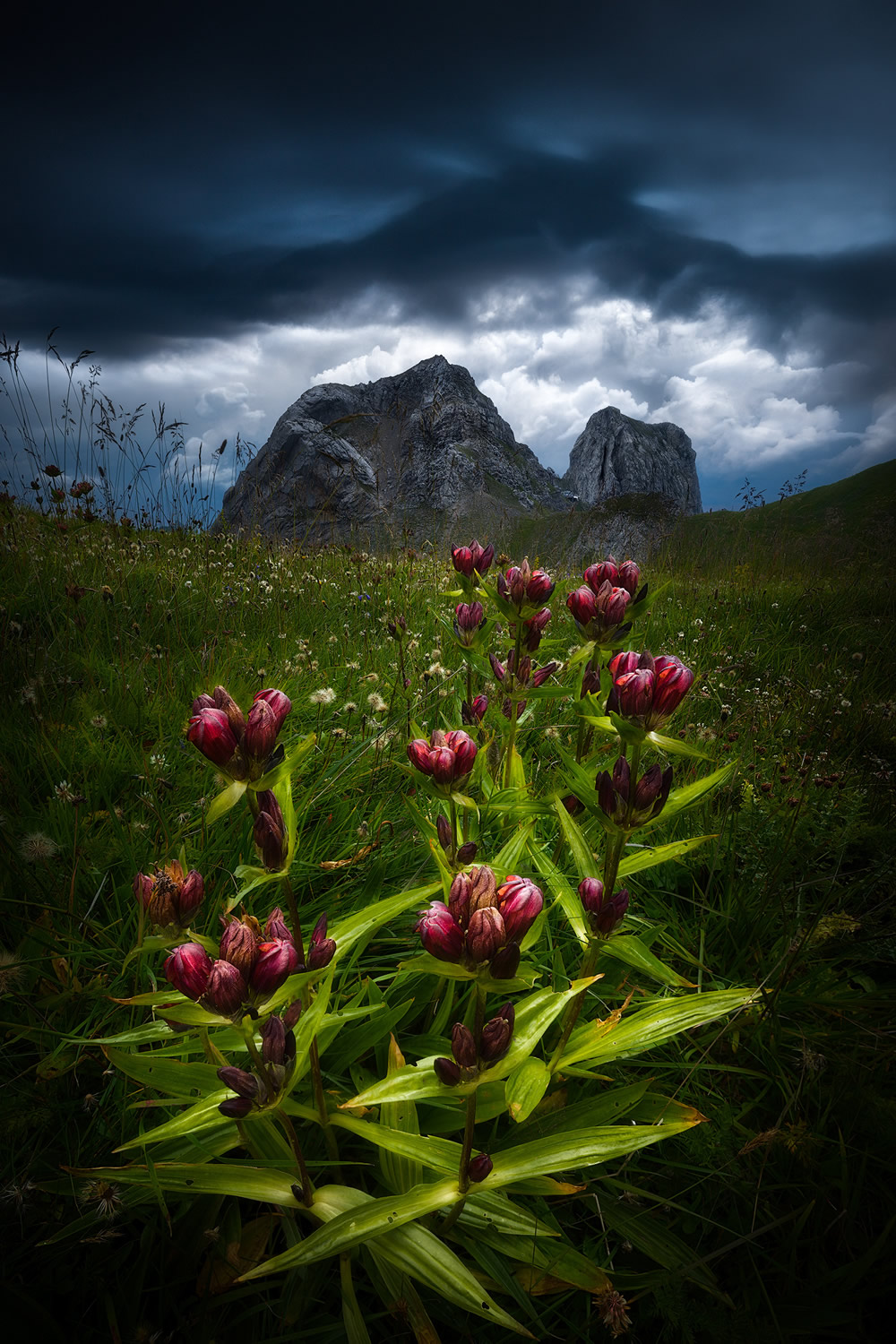 Beautiful Flowers Of The Alps In The Summer By Isabella Tabacchi