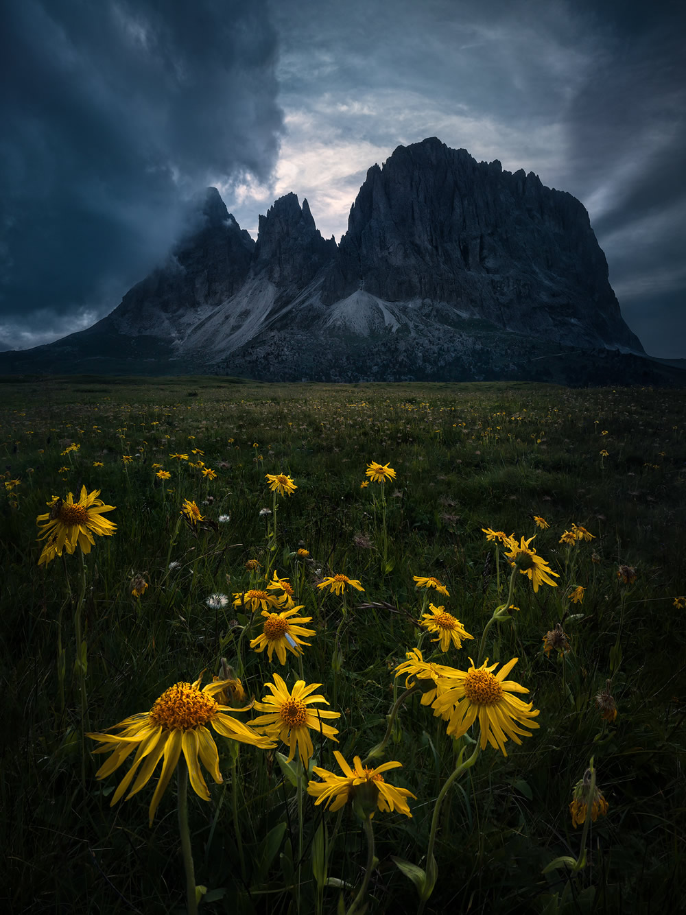 Beautiful Flowers Of The Alps In The Summer By Isabella Tabacchi