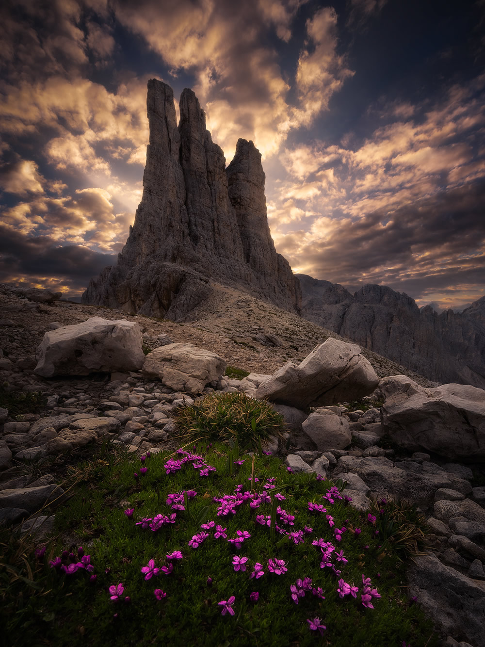 Beautiful Flowers Of The Alps In The Summer By Isabella Tabacchi