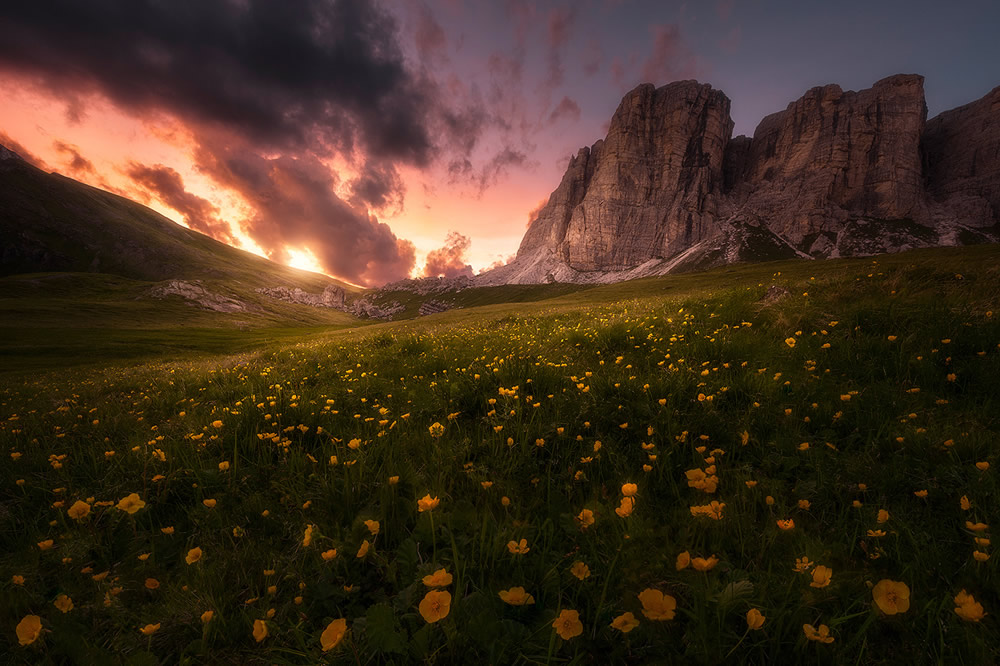 Beautiful Flowers Of The Alps In The Summer By Isabella Tabacchi