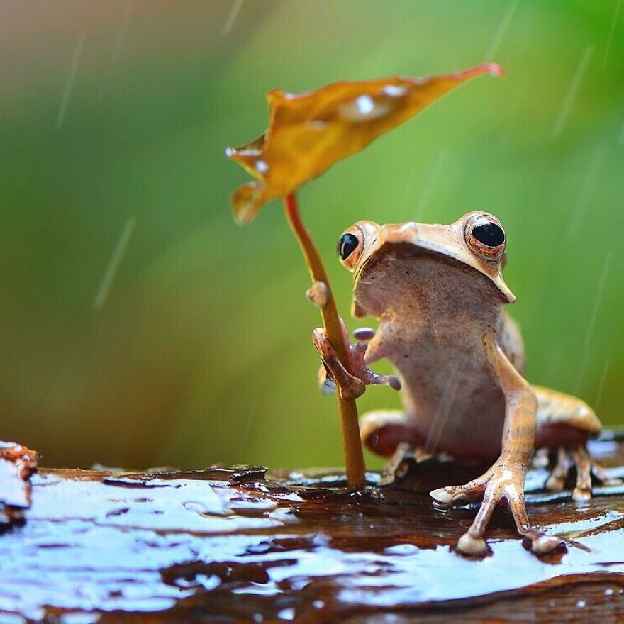 Indonesian Photographer Ajar Setiadi Macro Frog Photography