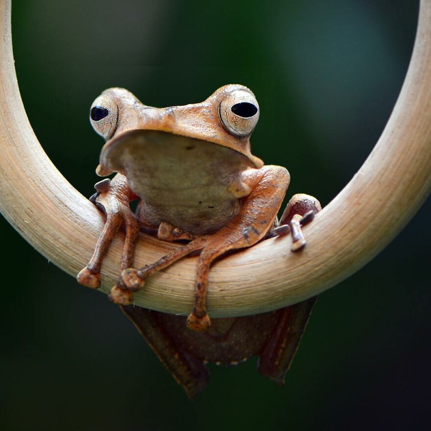 Indonesian Photographer Ajar Setiadi Macro Frog Photography