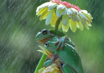 Photographer Ajar Setiadi Stunningly Captured The Frogs Using Flowers As Umbrellas