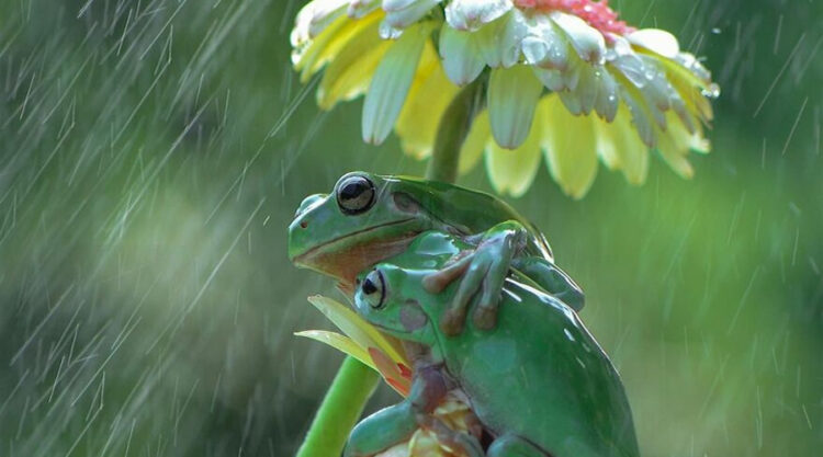 Photographer Ajar Setiadi Stunningly Captured The Frogs Using Flowers As Umbrellas