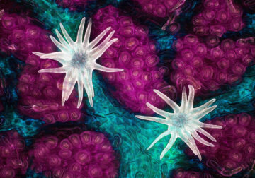 21 Unbelievable Winning Photos Of Nikon Small World 2021