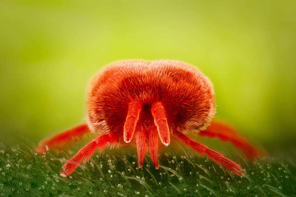 21 Unbelievable Winning Photos Of Nikon Small World 2021