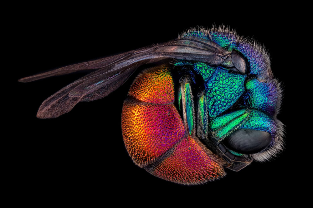 21 Unbelievable Winning Photos Of Nikon Small World 2021