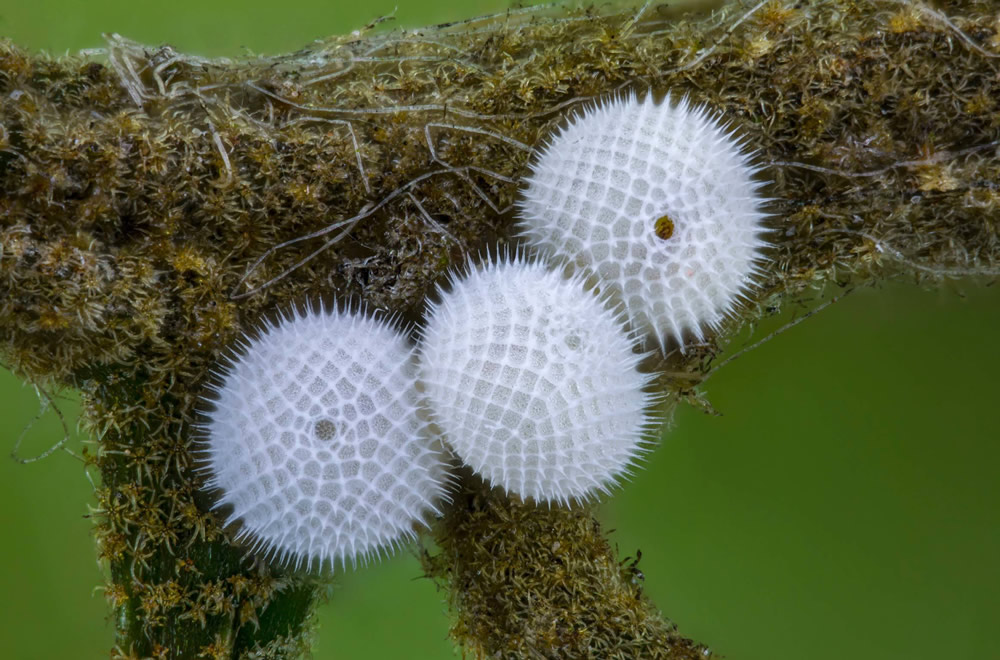 21 Unbelievable Winning Photos Of Nikon Small World 2021