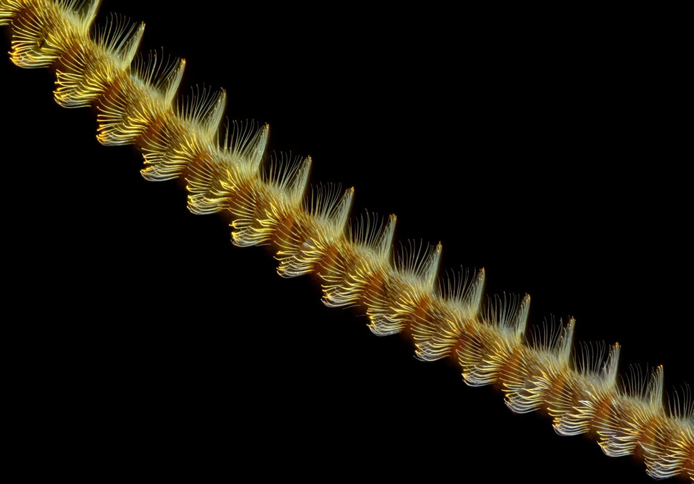 Trichome and stomata on a southern live oak leaf, 2021 Photomicrography  Competition