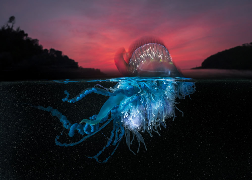 The Ocean Photography Awards 2021 Finalists