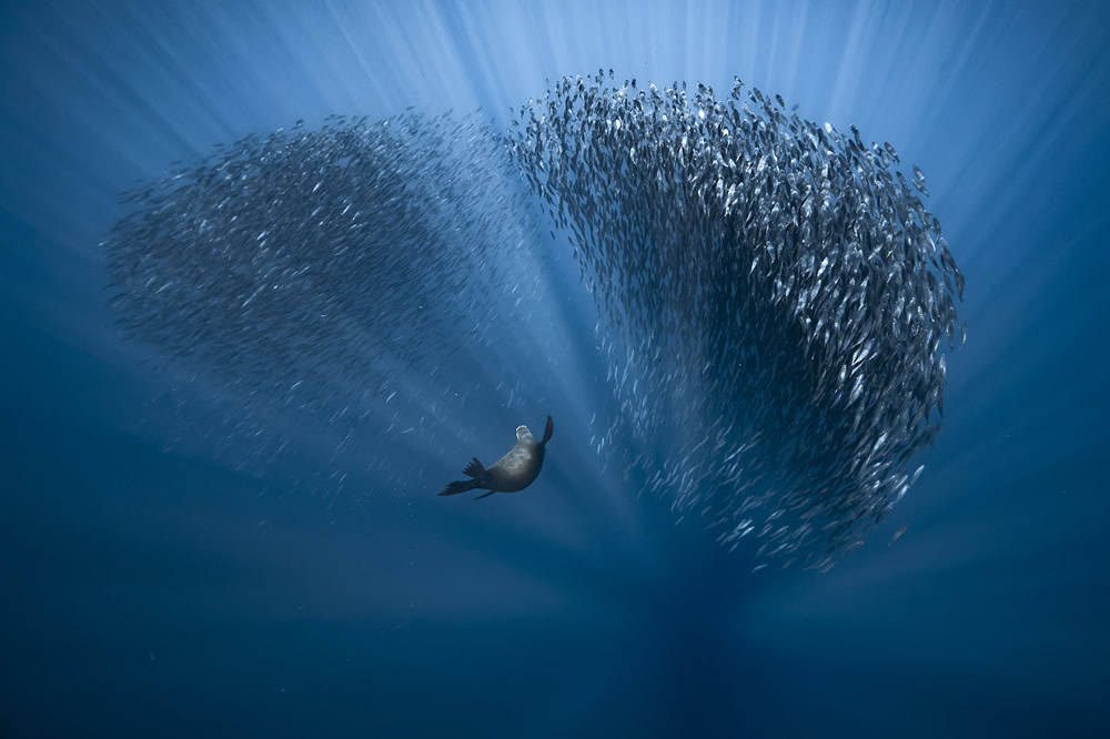 The Ocean Photography Awards 2021 Finalists