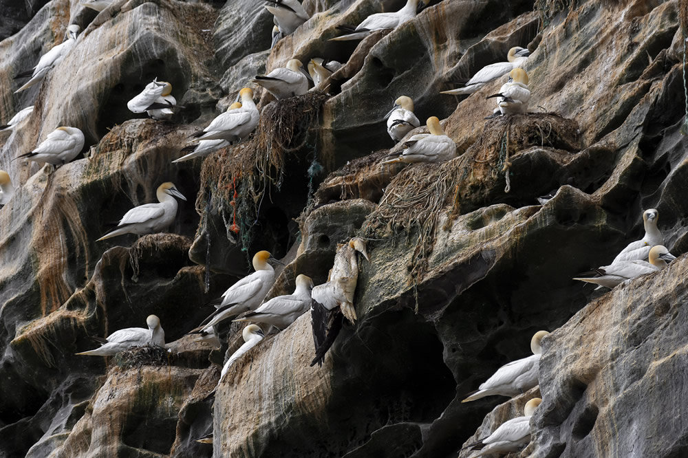 The Ocean Photography Awards 2021 Finalists