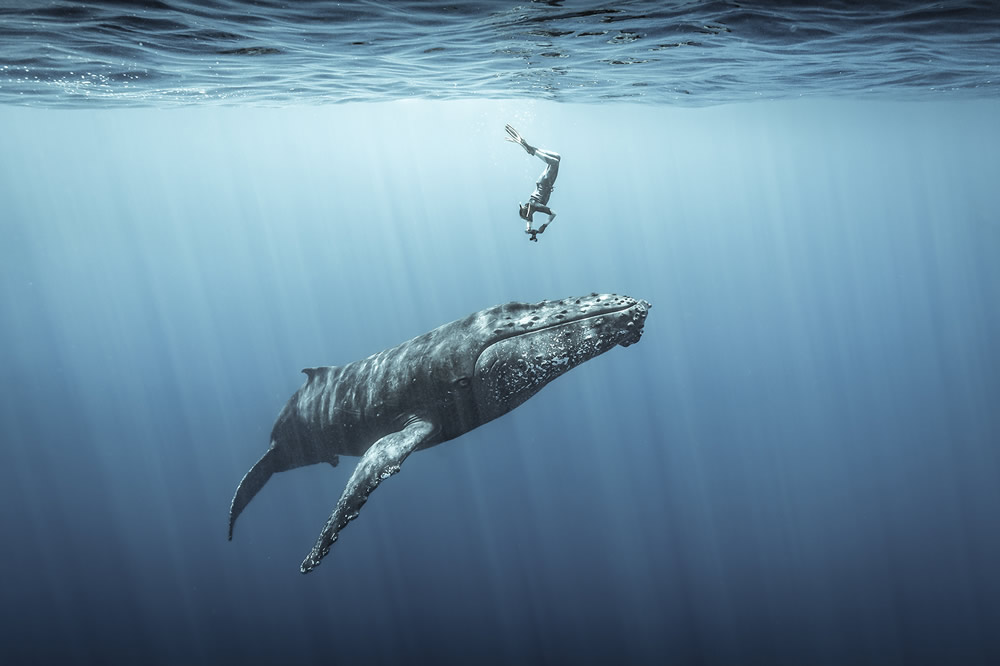 14 Most Impressive Photos From The Ocean Photography Awards 2021 Finalists