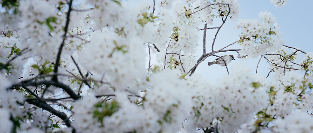 Spring Has Gone With The River: Beautiful Photos Of Last Sakura Season In Kyoto By Ying Yin