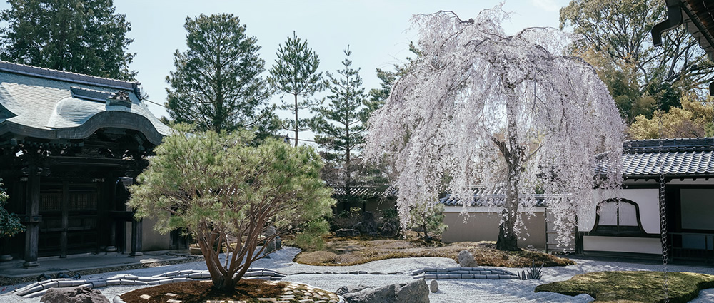 Spring Has Gone With The River: Beautiful Photos Of Last Sakura Season In Kyoto By Ying Yin