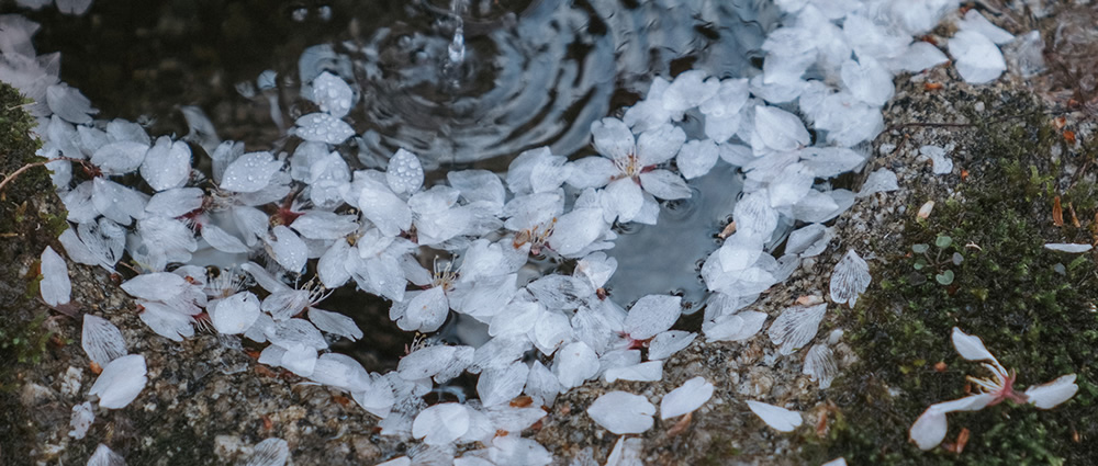 Spring Has Gone With The River: Beautiful Photos Of Last Sakura Season In Kyoto By Ying Yin