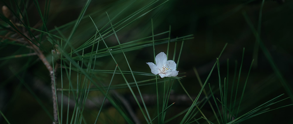 Spring Has Gone With The River: Beautiful Photos Of Last Sakura Season In Kyoto By Ying Yin