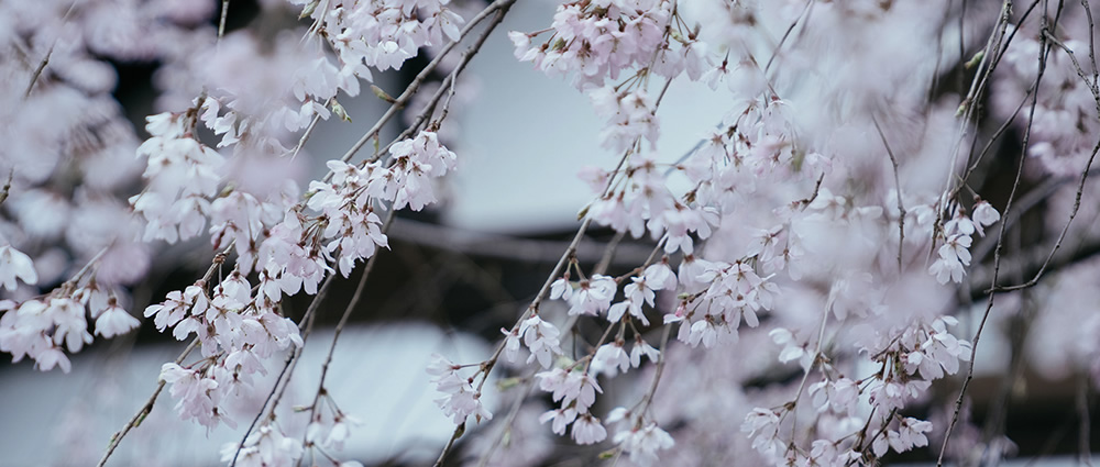 Spring Has Gone With The River: Beautiful Photos Of Last Sakura Season In Kyoto By Ying Yin