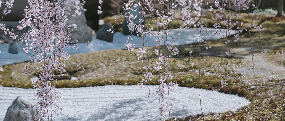 Spring Has Gone With The River: Beautiful Photos Of Last Sakura Season In Kyoto By Ying Yin