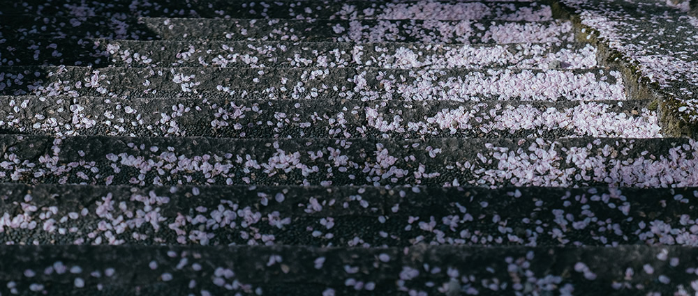 Spring Has Gone With The River: Beautiful Photos Of Last Sakura Season In Kyoto By Ying Yin