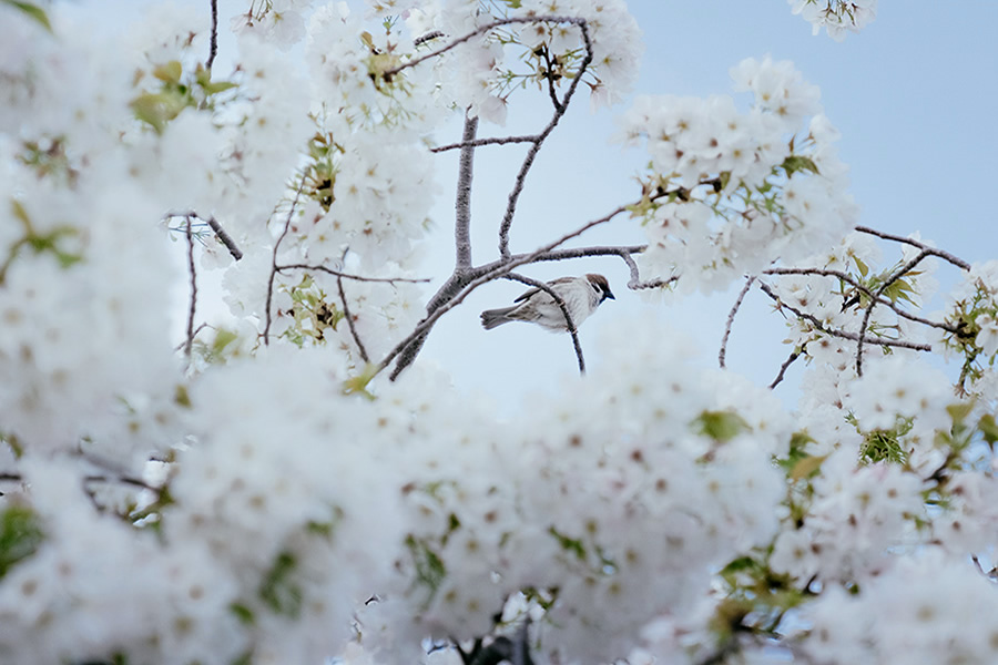 Spring Has Gone With The River: Beautiful Photos Of Last Sakura Season In Kyoto By Ying Yin