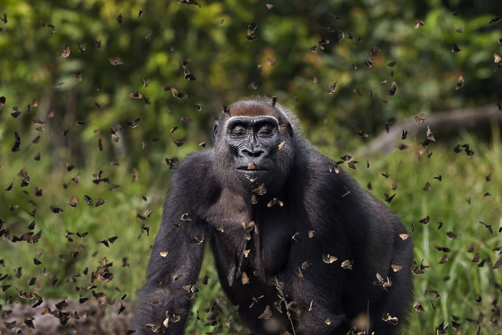 Nature Conservancy Winners