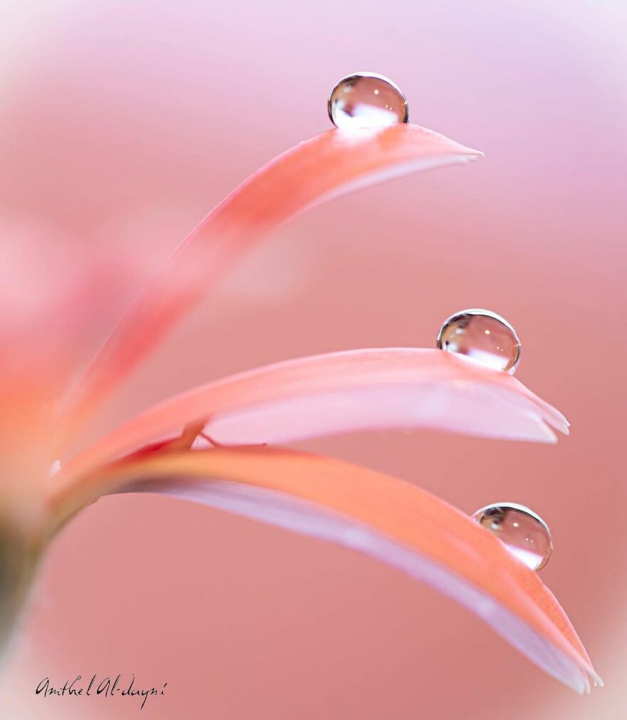 Water Droplet Techniques by Amthel Al-Dayni