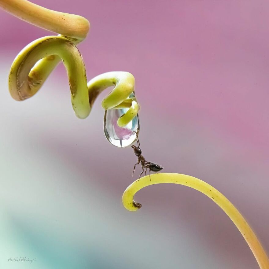 Water Droplet Techniques by Amthel Al-Dayni